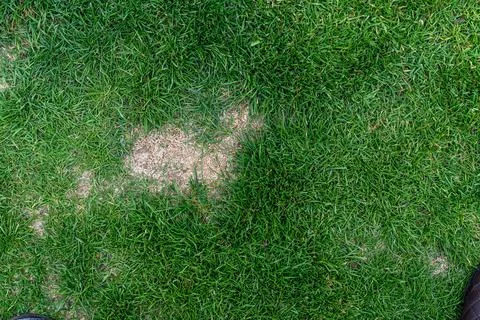 Close-up of green grass with a bare patch, showcasing the contrast between Stockfoto's