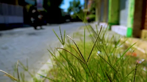 Close Up Of Green Grass Blades Along A Residential Street With Blurred Back.. Stock Footage 340454090