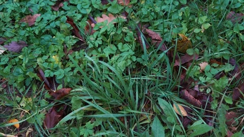 Close-Up Of Green Grass Blades Amid Autumn Leaves On Forest Floor With Natural C Stock-Footage 331126463