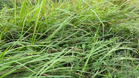Close-Up of Green Grass Blades Stock Footage 340504413