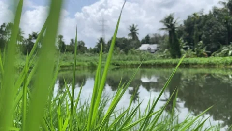 Close Up Green Grass Blades Overlooking Calm Pond and Tropical Trees Stock Footage 342752462