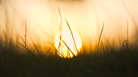Close up of green grass blades swaying gently against a warm sunset background Stock Footage 341995223