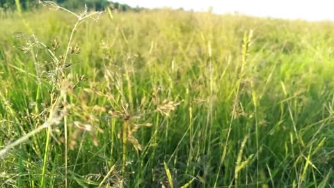 Close-up of green grass blowing gently in the wind with a soft blurred boke.. Stock Footage 340457920