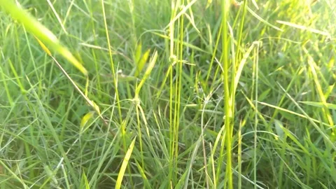 Close-up of green grass blowing gently in the wind with a soft blurred boke.. Stock Footage 340457924