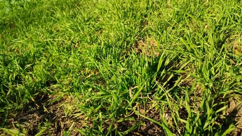 Close-up of green grass blowing gently in sunlight Stock Footage 346240176