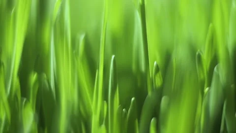 Close up of green grass with a blurry background Stock Footage 303052765