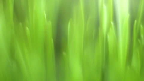 Close up of green grass with a blurry background Stock Footage 303540787