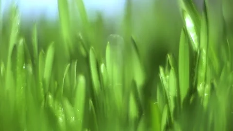 Close up of green grass with a blurry background Stock Footage 303945978