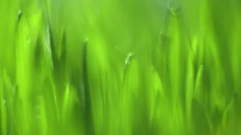 Close up of green grass with a blurry background Stock Footage 304305714
