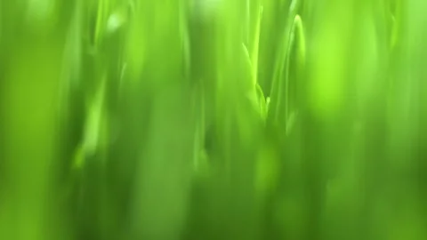 Close up of green grass with a blurry background Stock Footage 305190597
