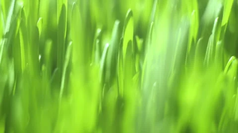 Close up of green grass with a blurry background Stock Footage 305624222