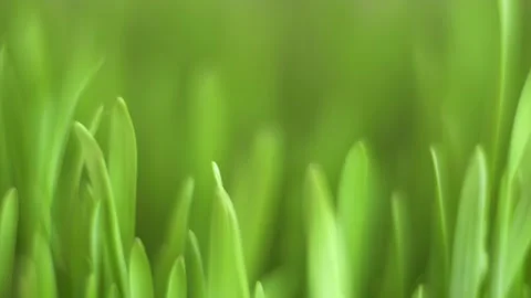 Close up of green grass with a blurry background Stock Footage 308872320