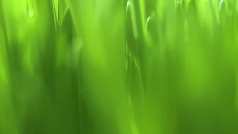 Close up of green grass with a blurry background Stock Footage 309873350