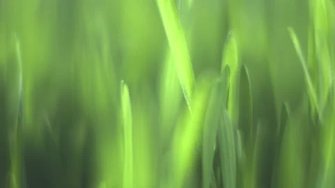 Close up of green grass with a blurry background Stock Footage 310224752
