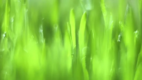 Close up of green grass with a blurry background Stock Footage 310620251