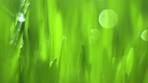 Close up of green grass with a blurry background Stock Footage 310620254