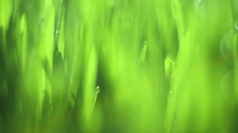 Close up of green grass with a blurry background Stock Footage 311328425
