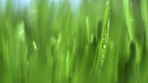 Close up of green grass with a blurry background Stock Footage 311328432