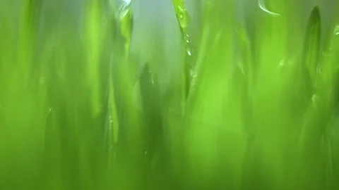 Close up of green grass with a blurry background Stock Footage 311621539