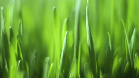 Close up of green grass with a blurry background Stock Footage 311621550