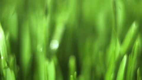 Close up of green grass with a blurry background Stock Footage 312310505