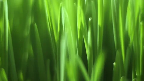Close up of green grass with a blurry background Stock Footage 312378376
