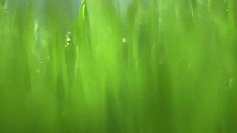 Close up of green grass with a blurry background Stock Footage 312663327