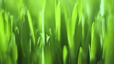 Close up of green grass with a blurry background Stock Footage 312968994