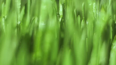 Close up of green grass with a blurry background Stock Footage 313648309