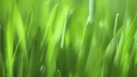 Close up of green grass with a blurry background Stock Footage 313912742