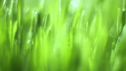 Close up of green grass with a blurry background Stock Footage 314326520