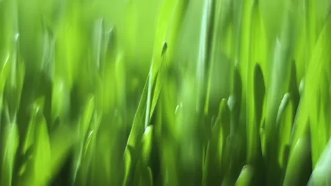 Close up of green grass with a blurry background Stock Footage 314326540