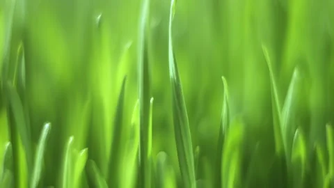 Close up of green grass with a blurry background Stock Footage 314610318