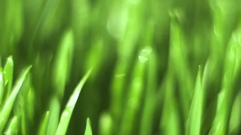 Close up of green grass with a blurry background Stock Footage 316876767