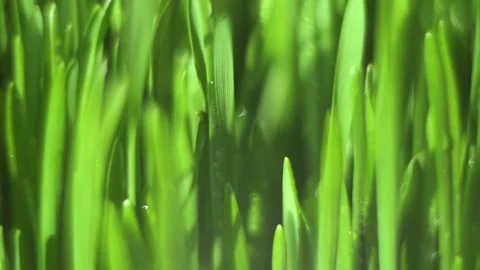 Close up of green grass with a blurry background Stock Footage 316973725