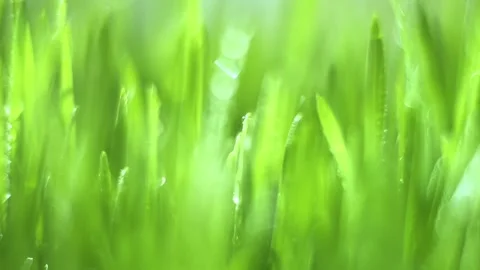Close up of green grass with a blurry background Stock Footage 318723889