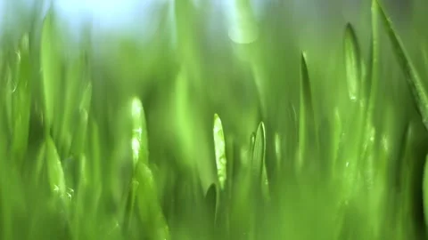 Close up of green grass with a bright blue sky in the background Stock Footage 304563801