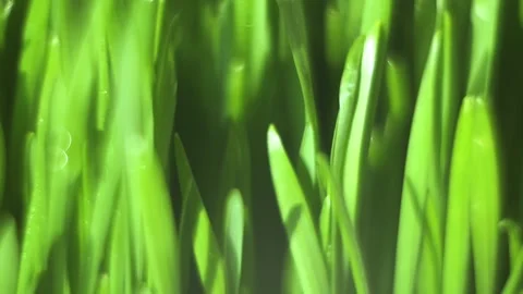 Close up of green grass with a bright sun shining on it Stock Footage 307940856
