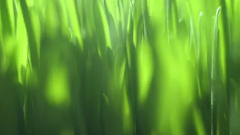 Close up of green grass with a bright sun shining on it Stock Footage 310620160
