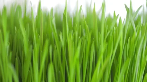 Close up of green grass with a bright, sunny day 動画素材 304016529