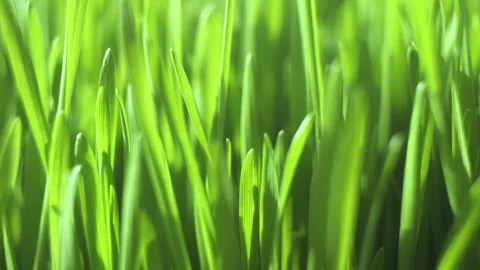 Close up of green grass with a bright, sunny day Stock Footage 304563775