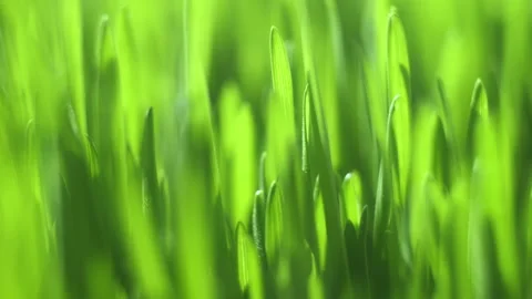 Close up of green grass with a bright, sunny day Stock Footage 307939583