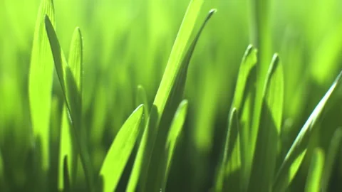 Close up of green grass with a bright, sunny background Stock Footage 309873351