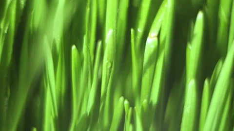 Close up of green grass with a bug on it Stock Footage 304773569
