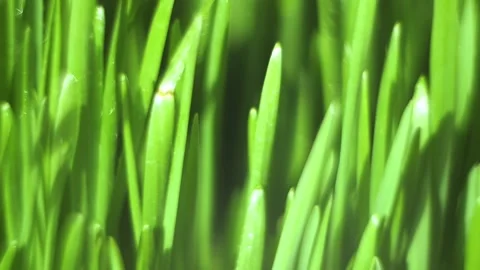 Close up of green grass with a bug on it Stock Footage 314696430