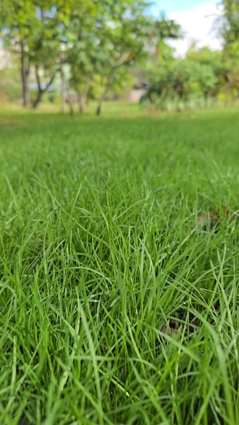 Close up of green grass with camera pulling back Stock Footage 346154079
