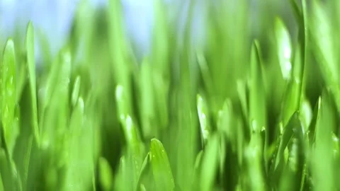 Close up of green grass with a clear blue sky in the background Stock Footage 305992826