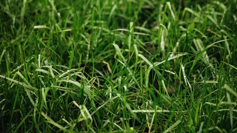 Close-up of green grass. Cool close-up shots. Very juicy natural colors Stock Footage 329372658