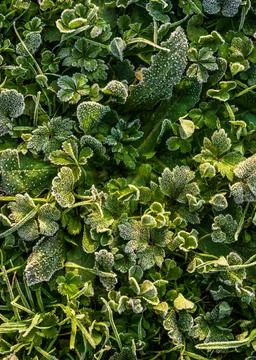 Close up of green grass covered with delicate frost during first freezing mor Fotos de archivo