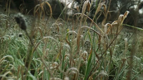 Close-up. Green grass covered in light frost. Living nature, late autumn Video stock 229499114